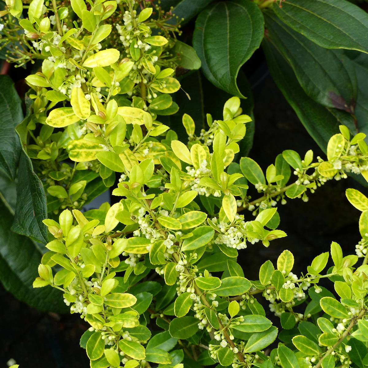 Houx crénelé - Ilex crenata Glory Gem Godet de 8/9 cm