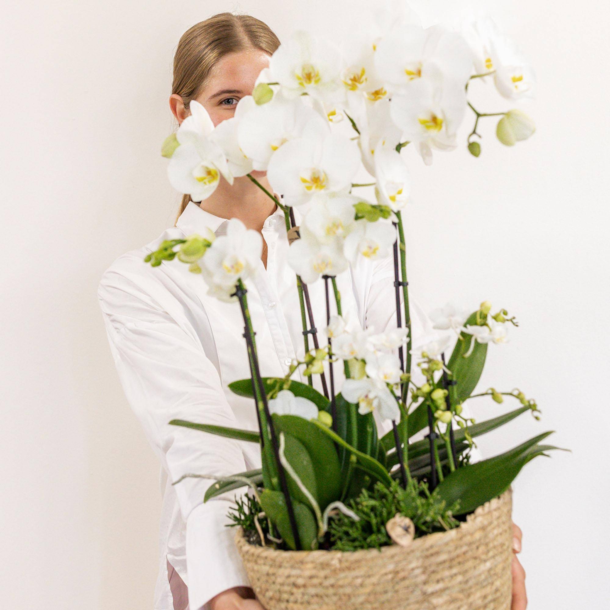 La Green Touch - Composition dans un panier en coton avec réservoir d'eau de 3 orchidées blanches et 3 Rhipsalis- La Green Touch - Imagen 2