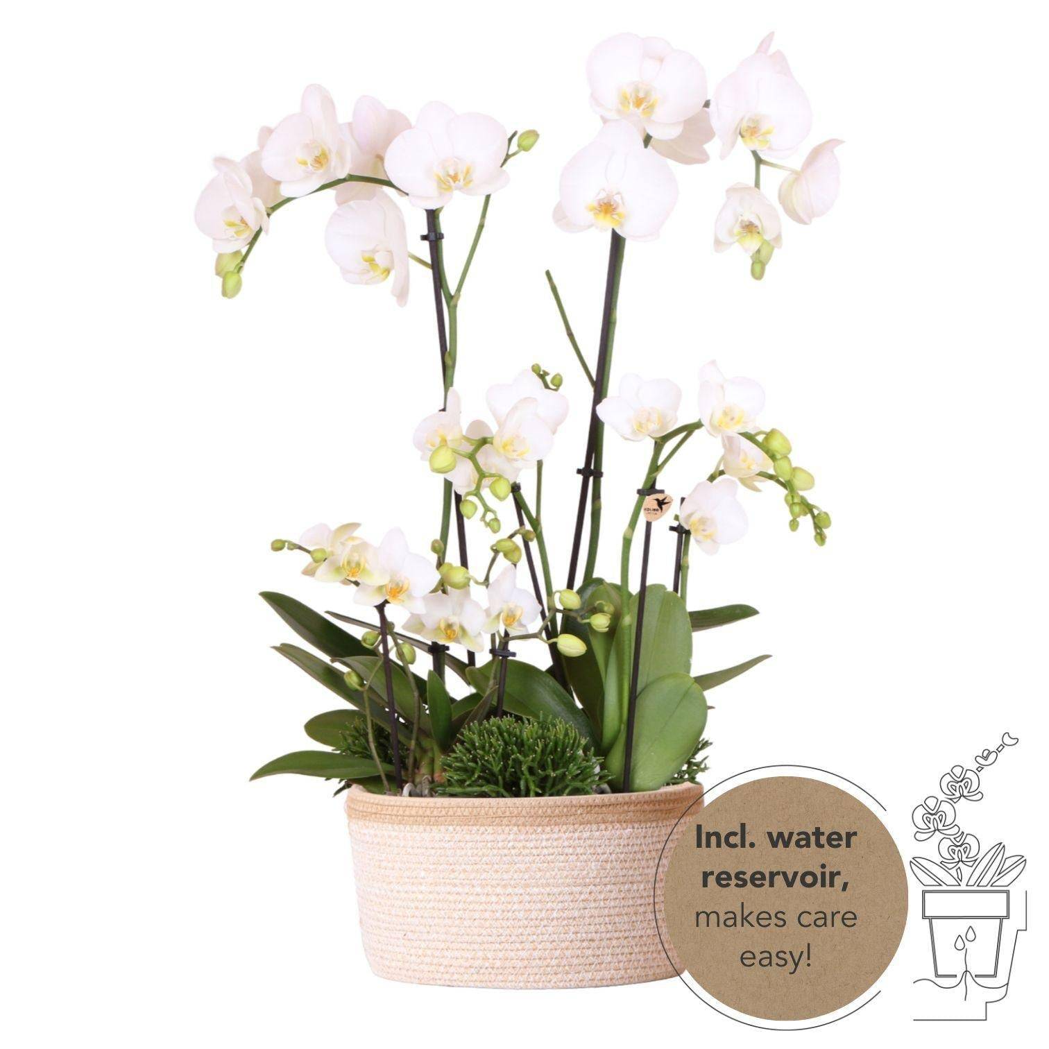 La Green Touch - Composition dans un panier en coton avec réservoir d'eau de 3 orchidées blanches et 3 Rhipsalis- La Green Touch - Imagen 1
