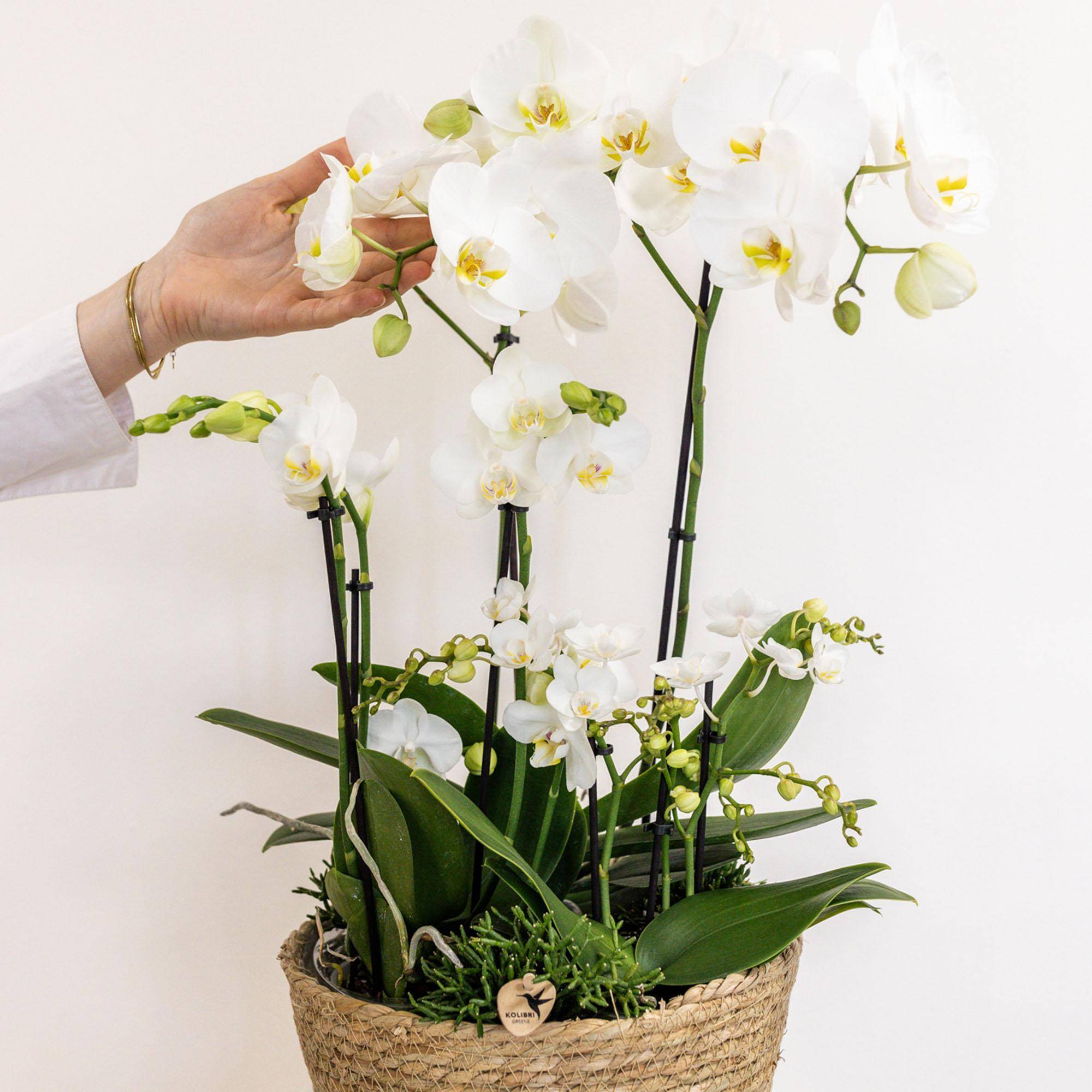 La Green Touch - Composition dans un panier en coton avec réservoir d'eau de 3 orchidées blanches et 3 Rhipsalis- La Green Touch - Imagen 4