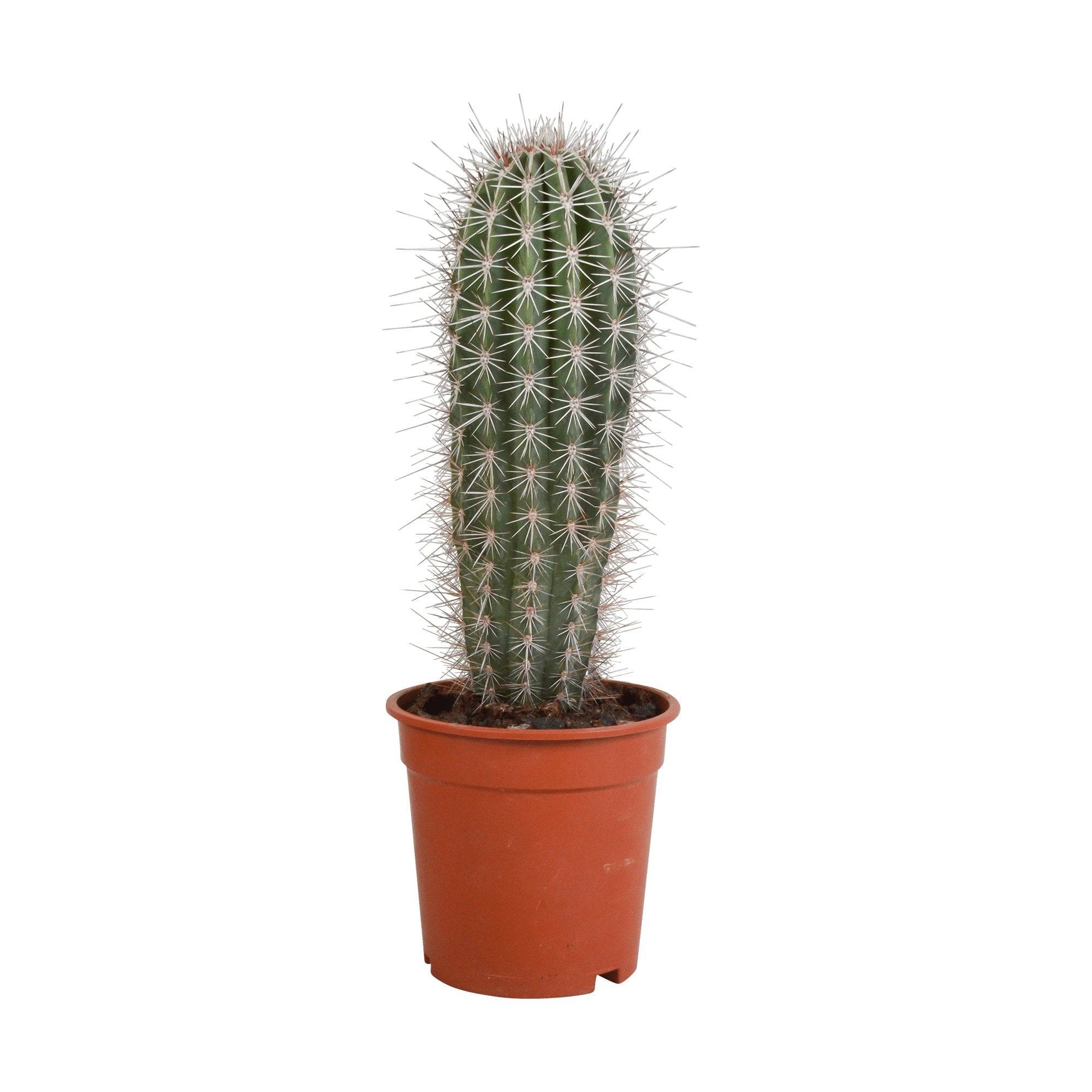 Pachycereus Pringlei - Cactus d'intérieur- La Green Touch