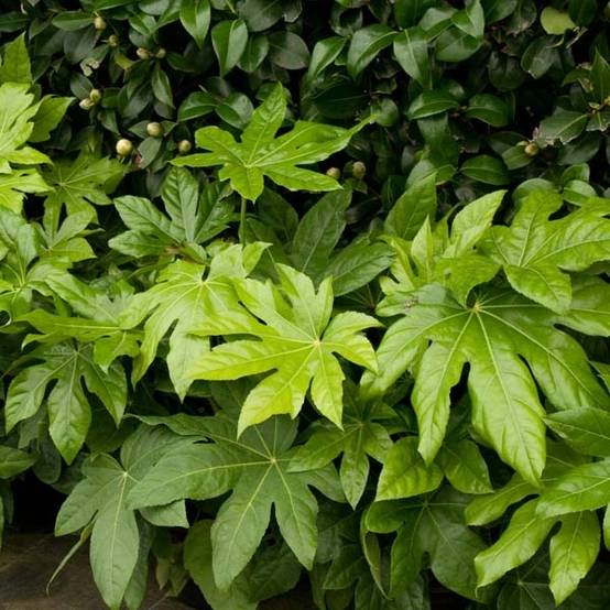 Faux-aralia - Fatsia japonica Godet de 8/9 cm - Image 1