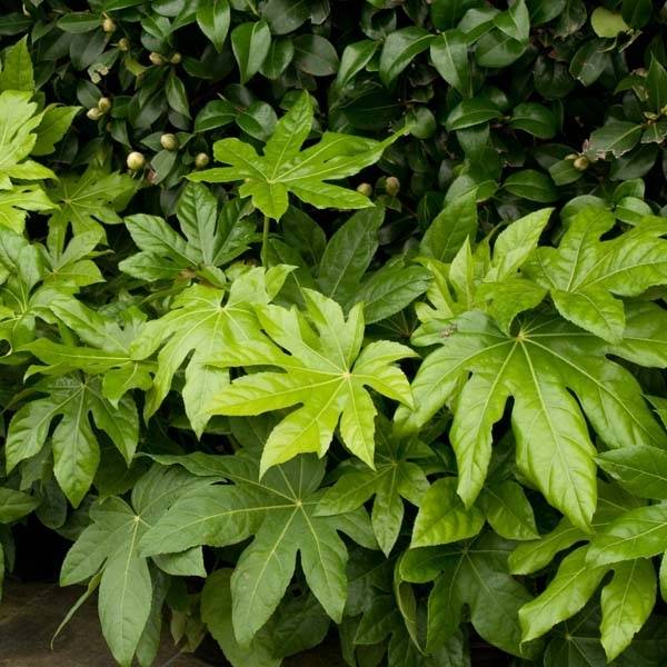 Faux-aralia - Fatsia japonica Godet de 8/9 cm - Image 1