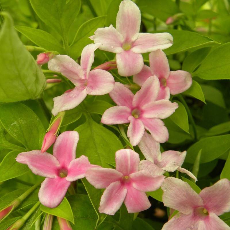 Jasmin Stephanense à fleurs Rose - feuillage Caduc - Pot de 2L - Tuteur bambou 60/90 cm-  hauteur à maturité De 3,00 m à 5,00 m - Imagen 5