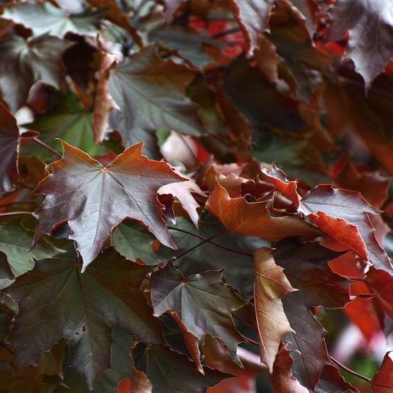 Acer platanoides Schwedleri Nigrum - Érable plane Pot de 12L/15L, Baliveau - Image 1