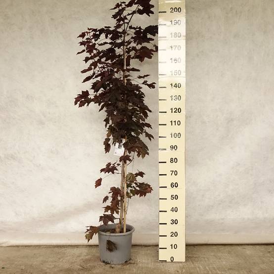 Acer platanoides Schwedleri Nigrum - Érable plane Pot de 12L/15L, Baliveau - Image 2
