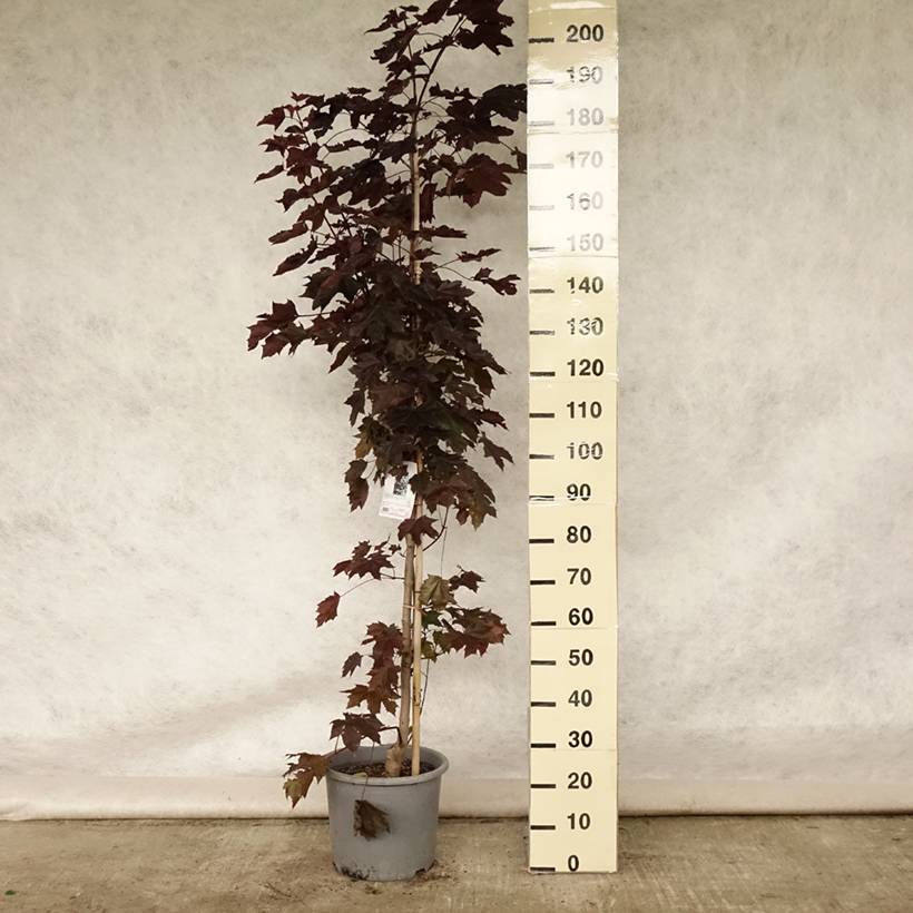 Acer platanoides Schwedleri Nigrum - Érable plane Pot de 12L/15L, Baliveau - Imagen 2