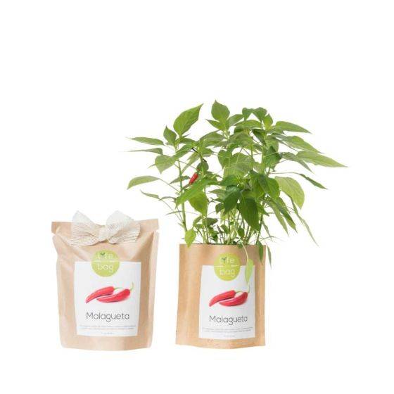 Life In A Bag - Life in a Bag - Kit bio prêt à pousser Piments - Image 1