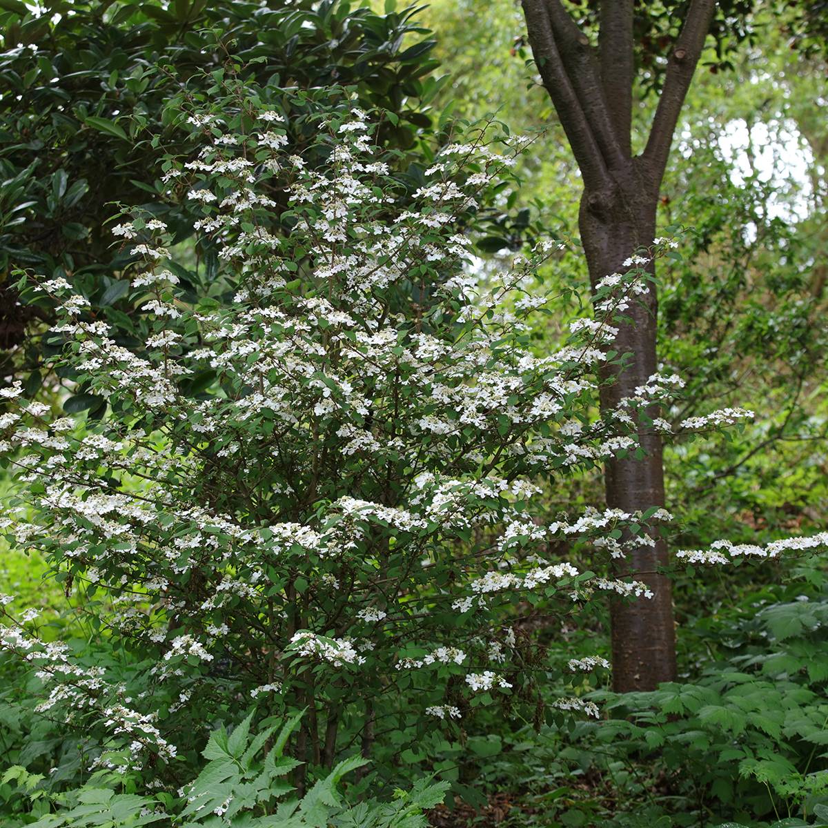 Promesse de Fleurs - Viorne de Chine - Viburnum plicatum Kilimanjaro Sunrise Godet de 8/9 cm