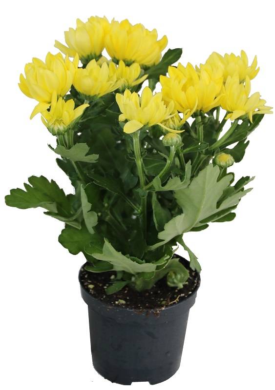 Horti-Flandre - Chrysanthème jaune Pot 9 cm