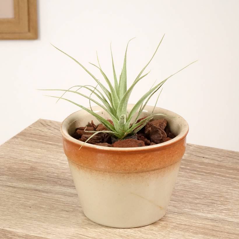 Tillandsia Samantha Mini-plante