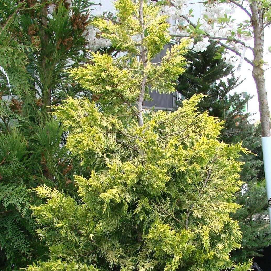 Promesse de Fleurs - Cyprès de Leyland - Cupressocyparis leylandii Gold Rider Pot de 6L/7L