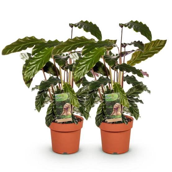 Calathea Rufibarba - Pot de 17cm - Hauteur 55-60cm - 2 plantes - Sans cache-pot - Plantes d'intérieur - Image 2