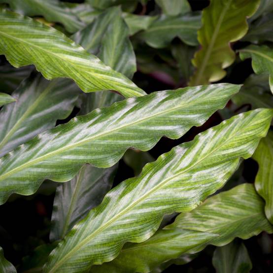 Calathea Rufibarba - Pot de 17cm - Hauteur 55-60cm - 2 plantes - Sans cache-pot - Plantes d'intérieur - Image 5
