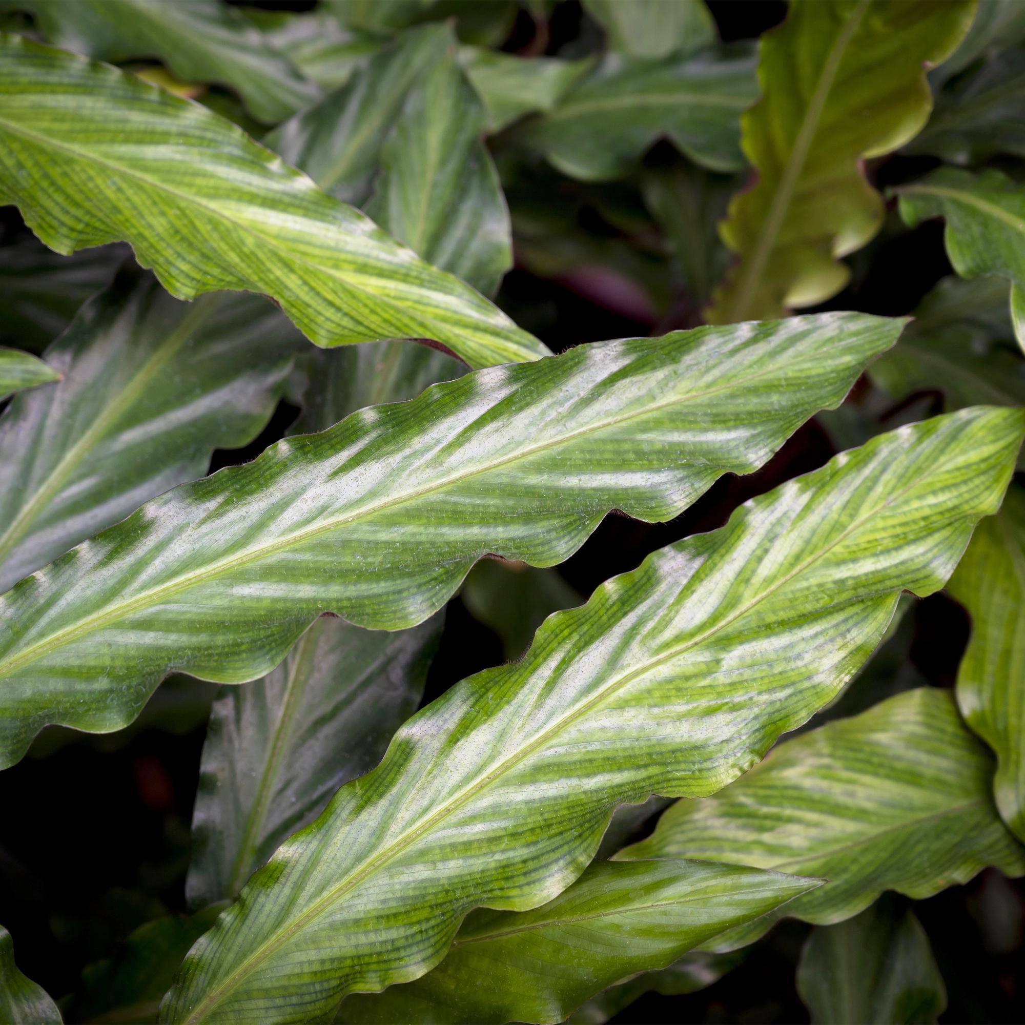Calathea Rufibarba - Pot de 17cm - Hauteur 55-60cm - 2 plantes - Sans cache-pot - Plantes d'intérieur - Image 5