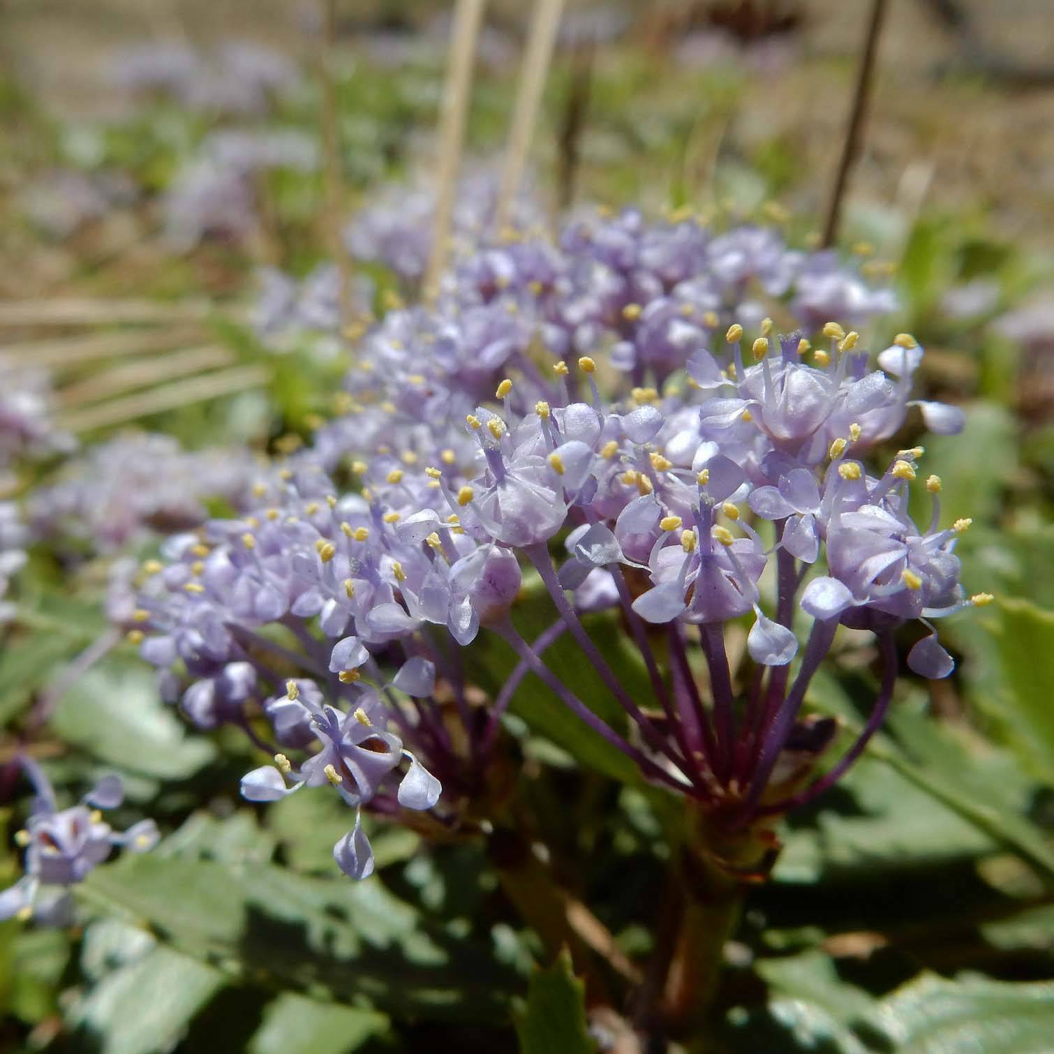 Promesse de Fleurs - Céanothe prostratus - Céanothe prostré Pot de 2L/3L