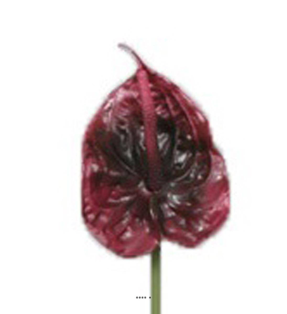 Artificielles - Tige Anthurium artificiel L 66 cm Aubergine - couleur: Aubergine - Imagen 2