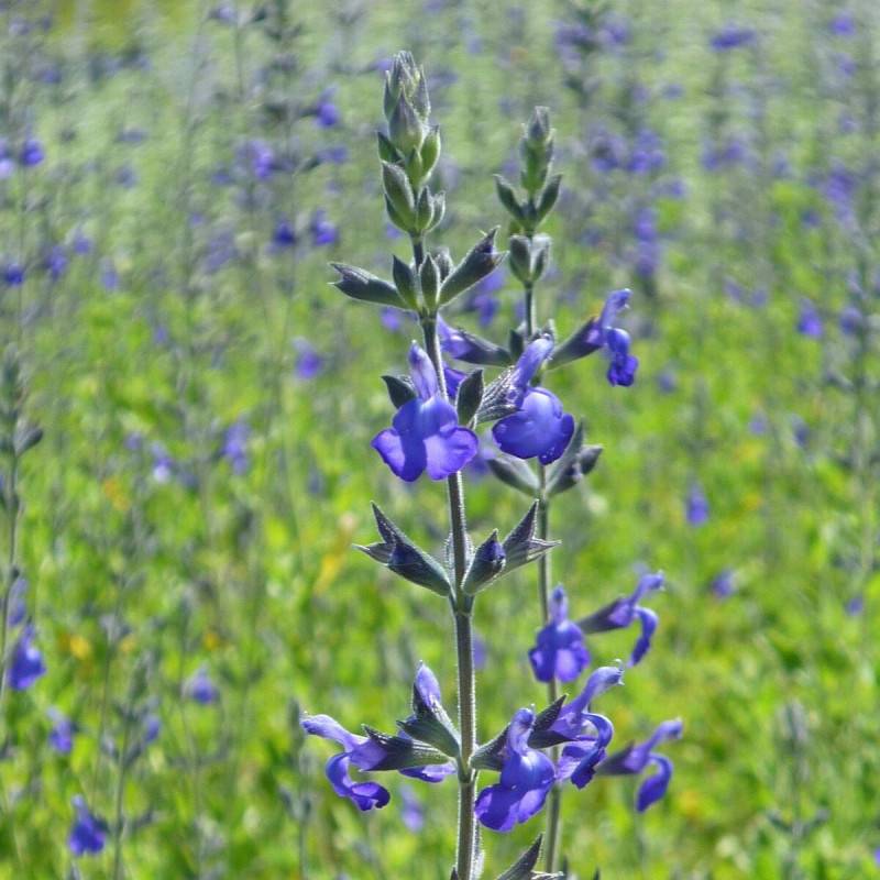 Sauge Blue Note® à fleurs Bleue/ - feuillage Caduc - Pot de 7,5L - 40/60 cm - Image 1