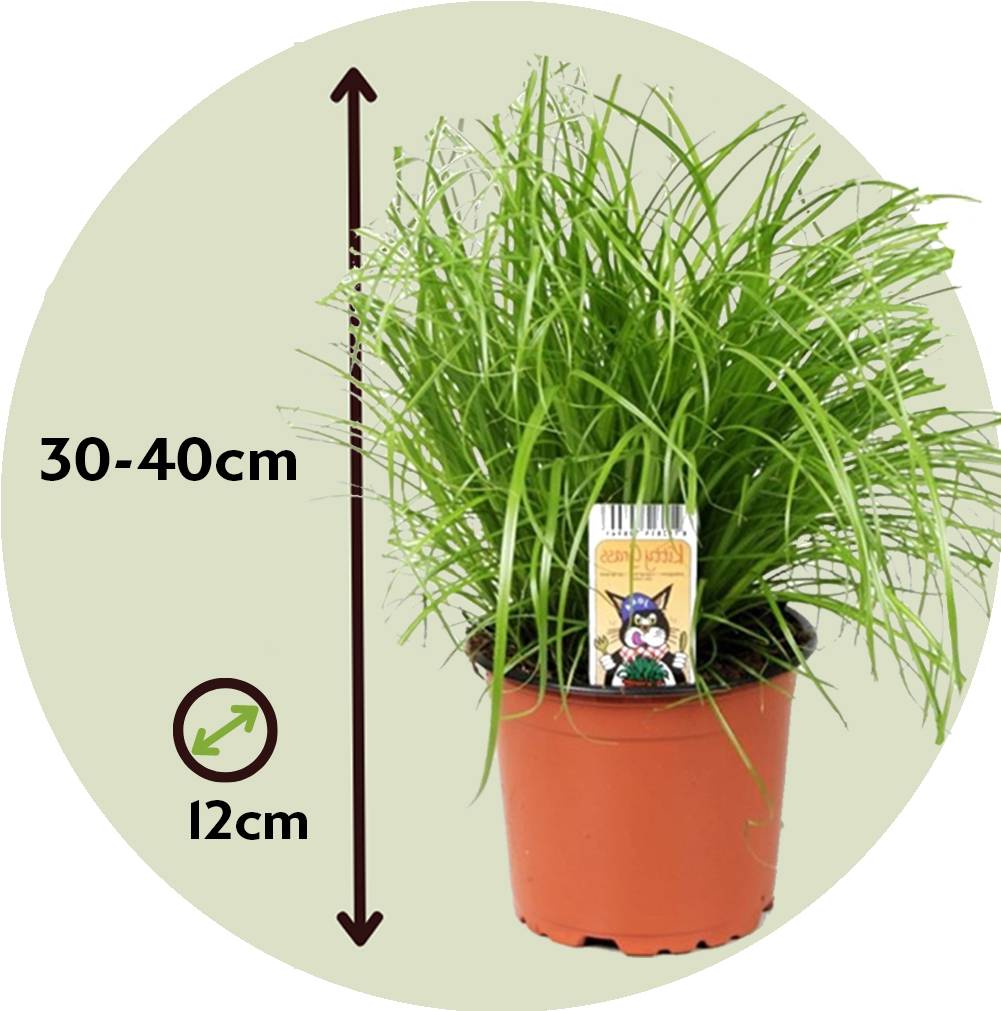 Plant In A Box - Herbe à chat - Set de 6 - Cyperus zumula - Hauteur 30-40cm - ⌀12cm - Image 6