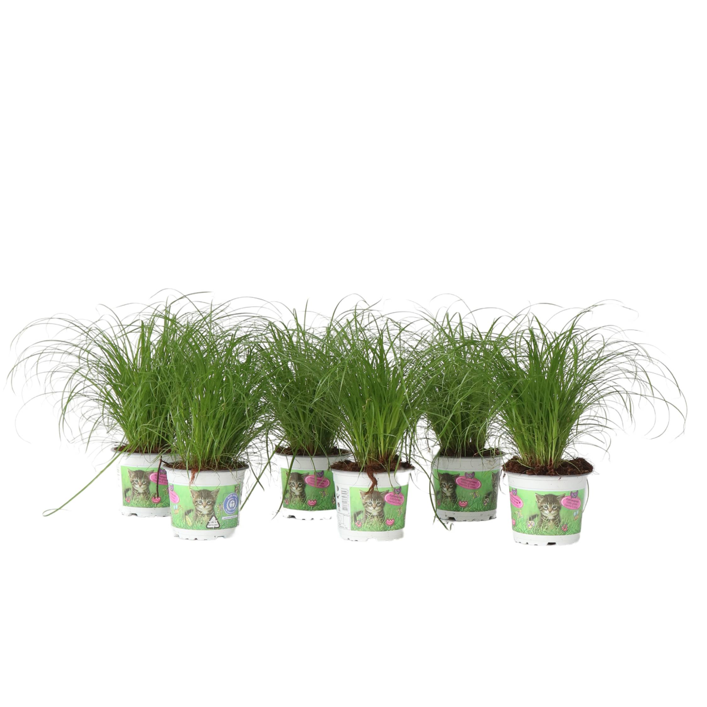 Plant In A Box - Herbe à chat - Set de 6 - Cyperus zumula - Hauteur 30-40cm - ⌀12cm - Image 1