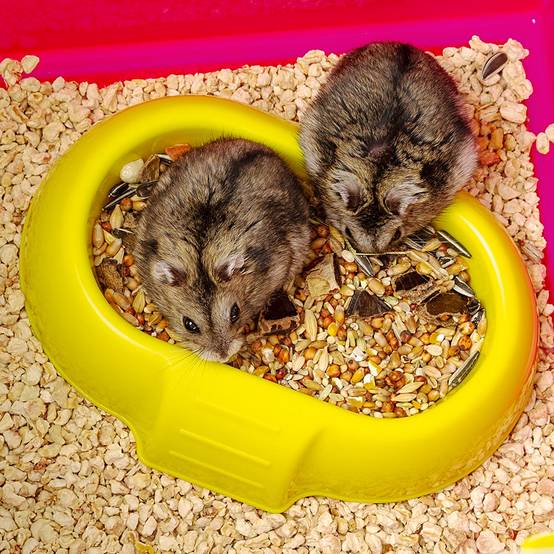 Ferplast - FERPLAST Cage pour Rongeurs LAURA pour Hamsters, en Métal, Accessoires inclus : Mangeoire, Abreuvoir, Maison, Roue, Étagère, Jeu de Tubes. - Imagen 9