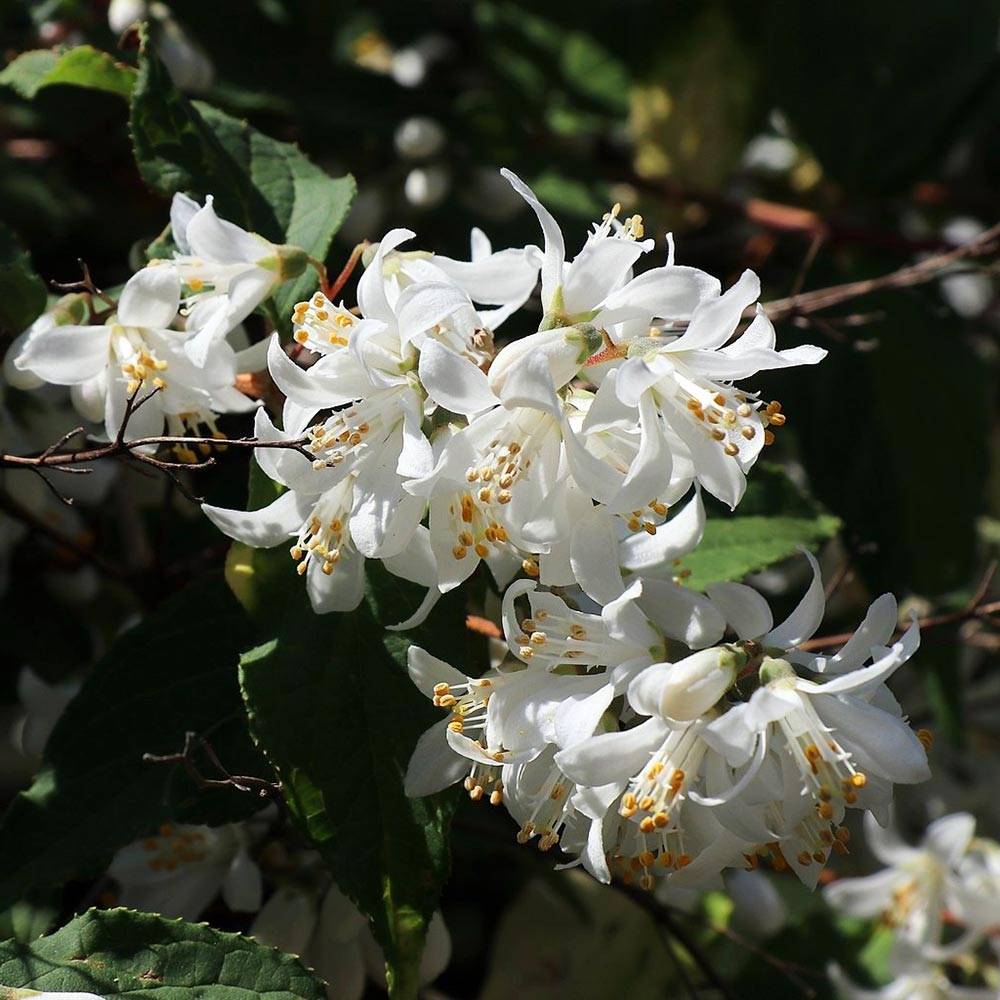 Deutzia magnifica - Deutzie Pot de 2L/3L - Image 1