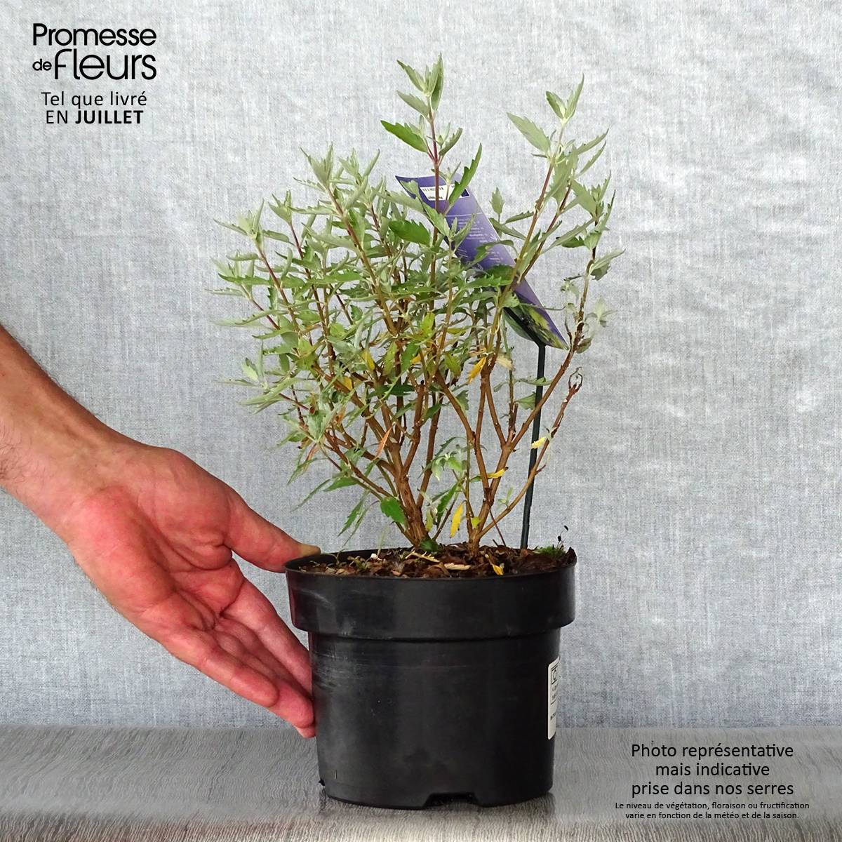 Caryopteris clandonensis Sterling Silver - Spirée bleue Pot de 2L/3L - Image 2