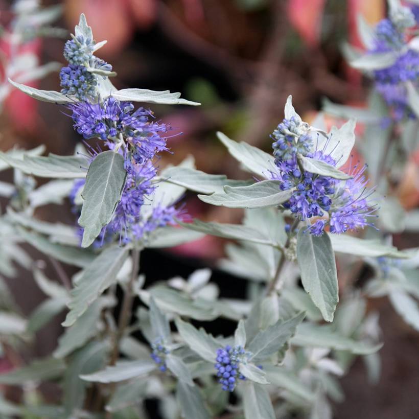 Caryopteris clandonensis Sterling Silver - Spirée bleue Pot de 2L/3L - Image 1