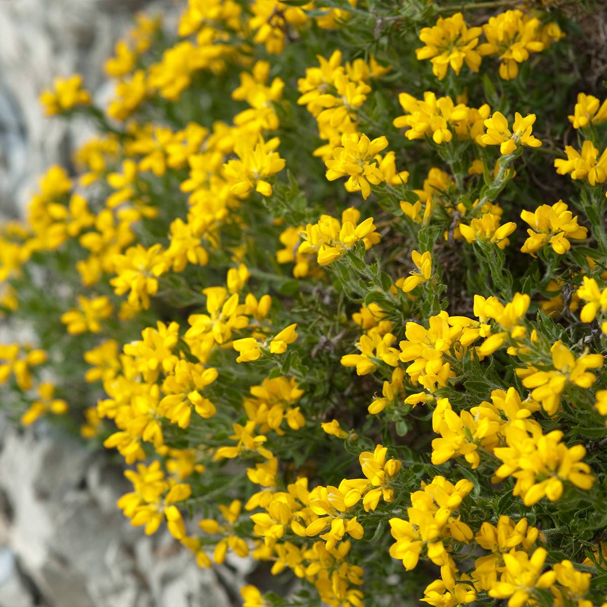 Promesse de Fleurs - Genêt d'Espagne - Genista hispanica Pot de 2L/3L - Image 1