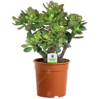 Gardenersdream - Arbre De Jade - Crassula Ovata - 1 Plante D'Intérieur Ornementale Pour Maison Ou Bureau - GardenersDream