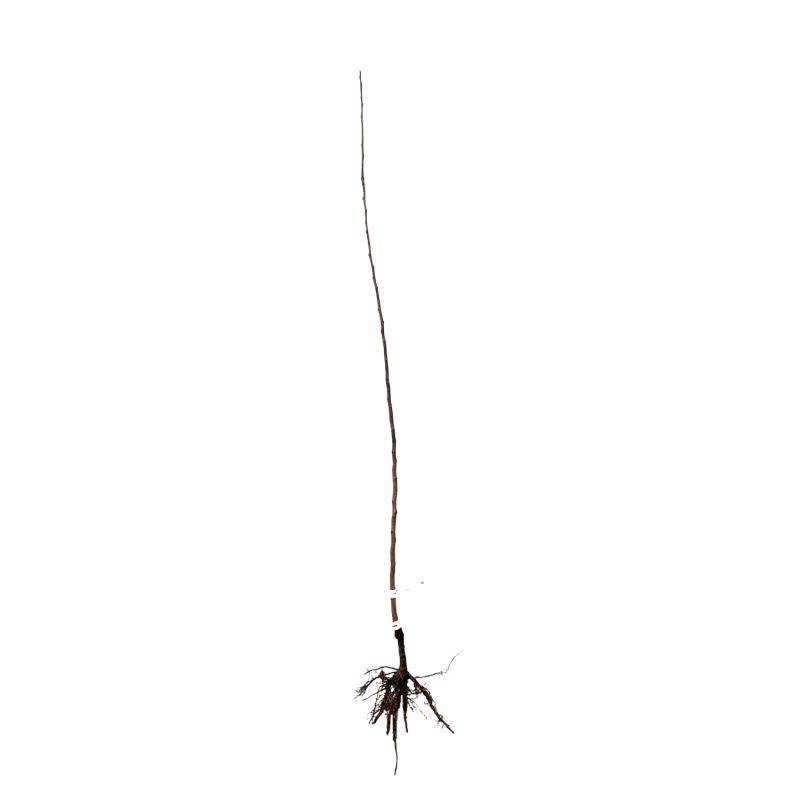 Kaki 'Muscat' (Diospyros kaki 'Muscat') - Scion de 80 à 100cm - Pépinières Naudet - Imagen 3