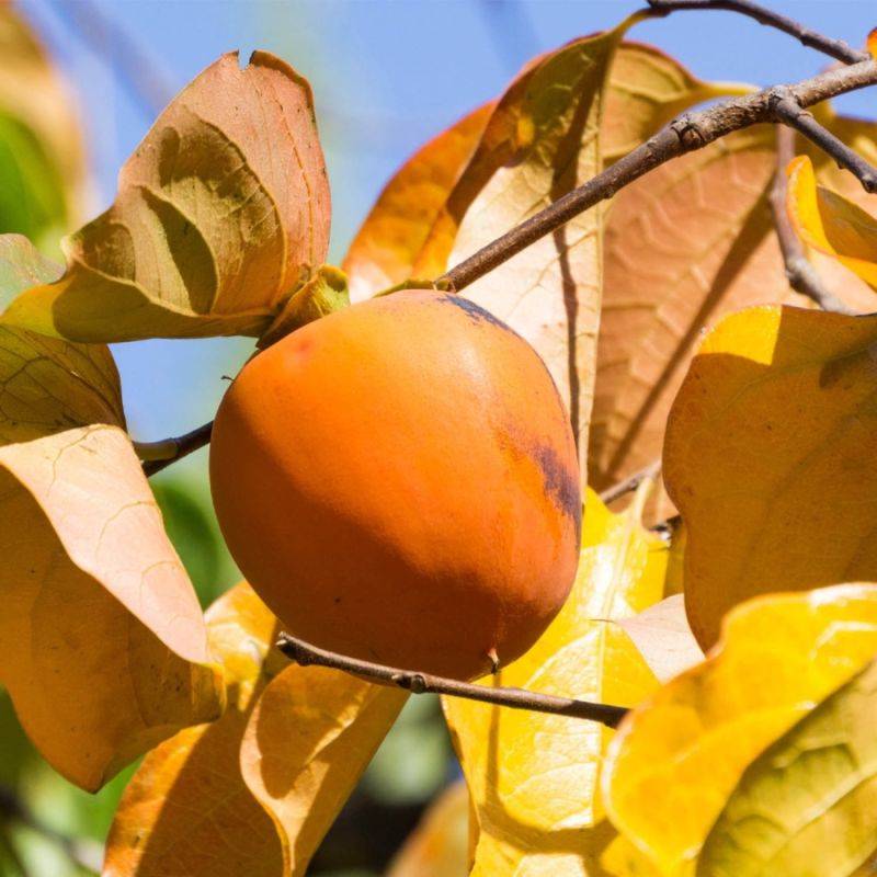 Kaki 'Muscat' (Diospyros kaki 'Muscat') - Scion de 80 à 100cm - Pépinières Naudet - Imagen 1
