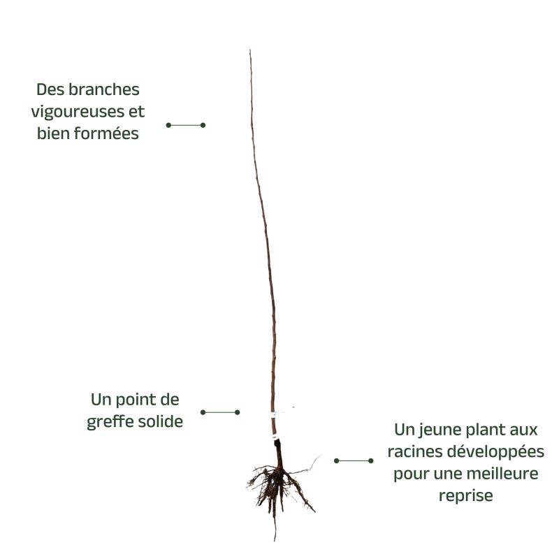 Kaki 'Muscat' (Diospyros kaki 'Muscat') - Scion de 80 à 100cm - Pépinières Naudet - Imagen 4