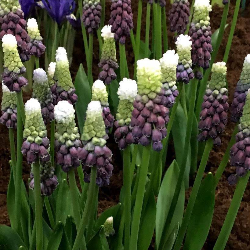 Promesse de Fleurs - Muscari Grape Ice Bulbe calibre 5+ (par 5)