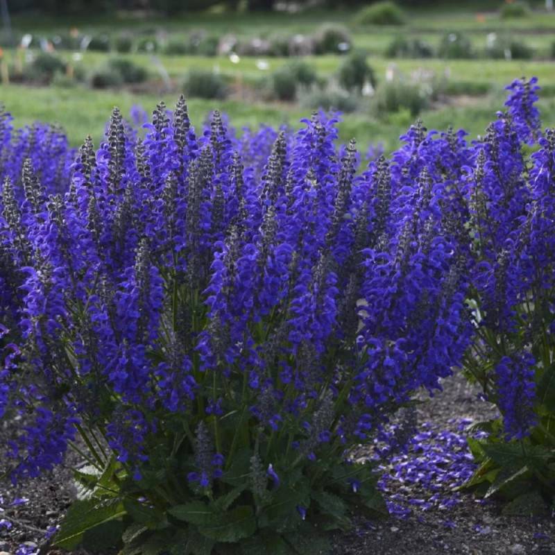 Sauge des près Evening Attire® à fleurs Bleue/ - feuillage Caduc - Godet - Image 5