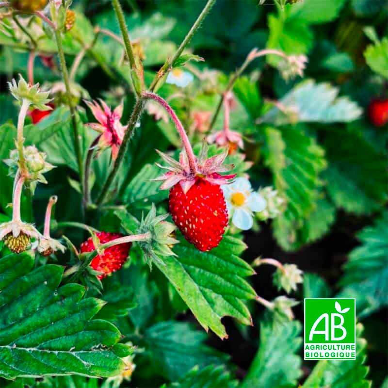Fraisier des bois 'Reine des vallées' BIO (Fragaria vesca alpina 'Reine des vallées') - Godet 6cm - Pépinières Naudet