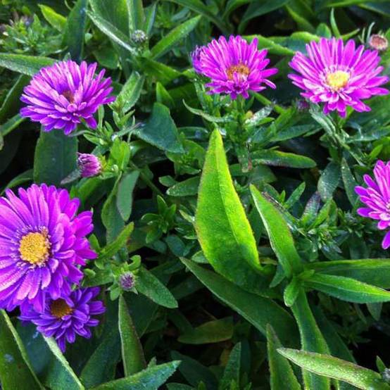 Promesse de Fleurs - Aster dumosus Starlight - Aster nain d'automne Pot de 2L/3L