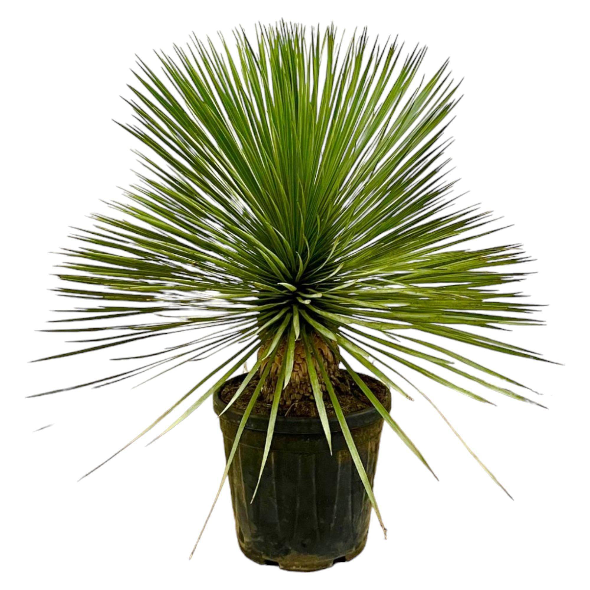 Yucca Rostrata 70cm - Plante d'intérieur- La Green Touch - Image 2