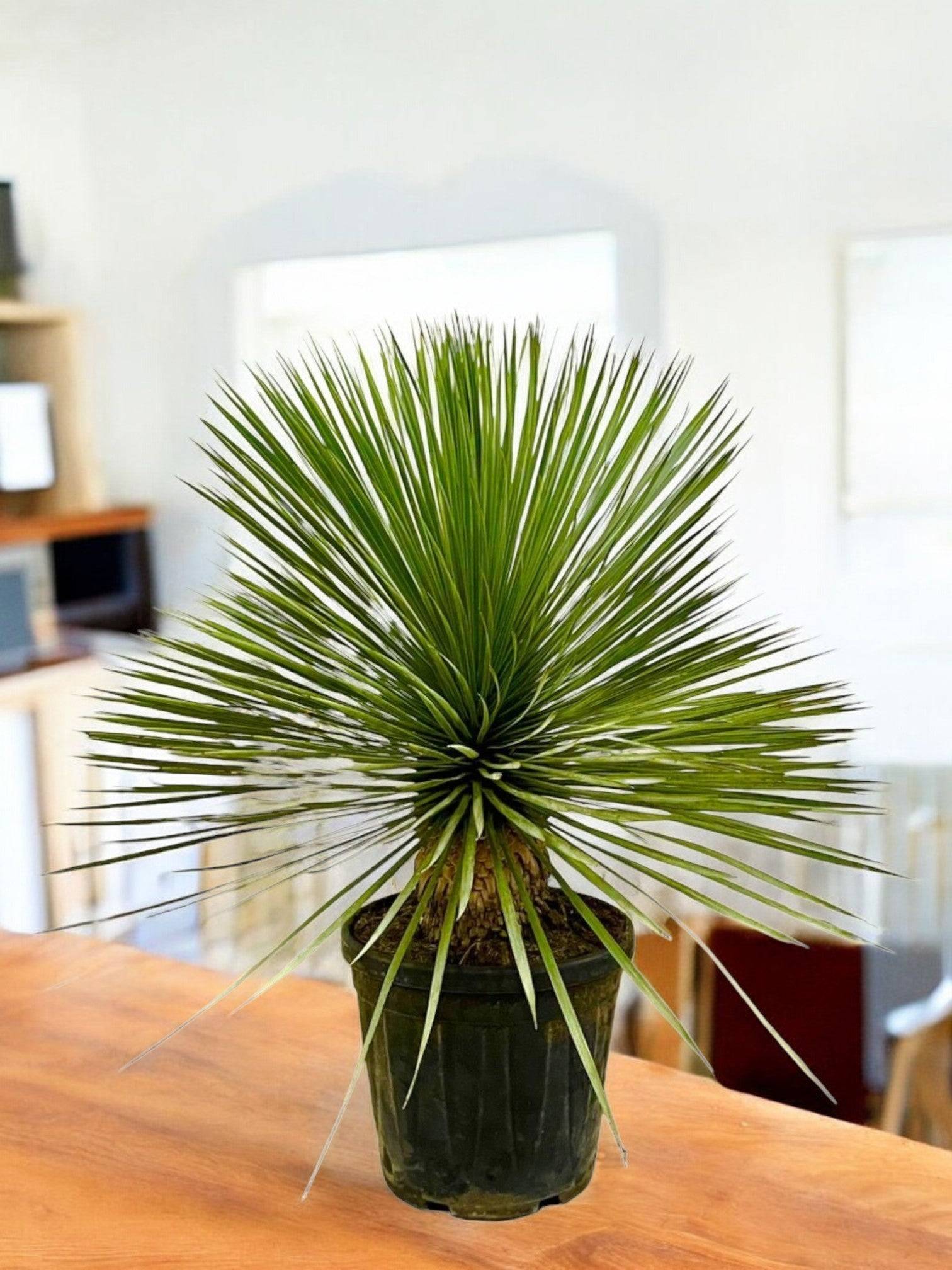 La Green Touch - Yucca Rostrata 70cm - Plante d'intérieur- La Green Touch - Image 1