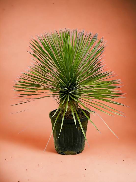 Yucca Rostrata 70cm - Plante d'intérieur- La Green Touch - Image 3