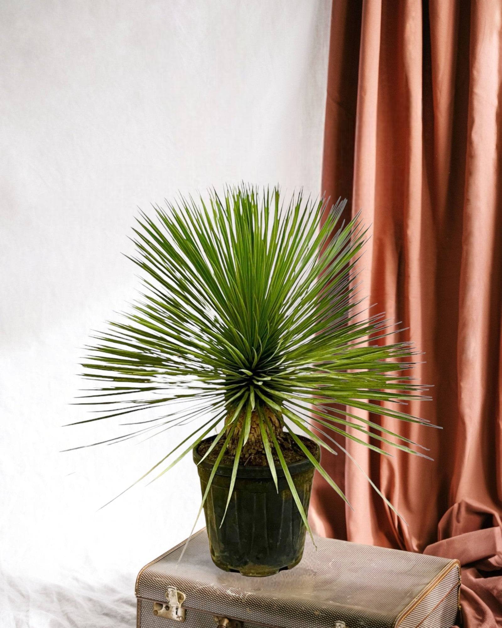 La Green Touch - Yucca Rostrata 70cm - Plante d'intérieur- La Green Touch - Image 2