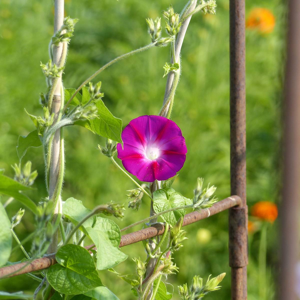 Graines d'Ipomée grimpante Scarlet O'Hara - Ipomoea tricolor le sachet de 50 graines environ (2g)