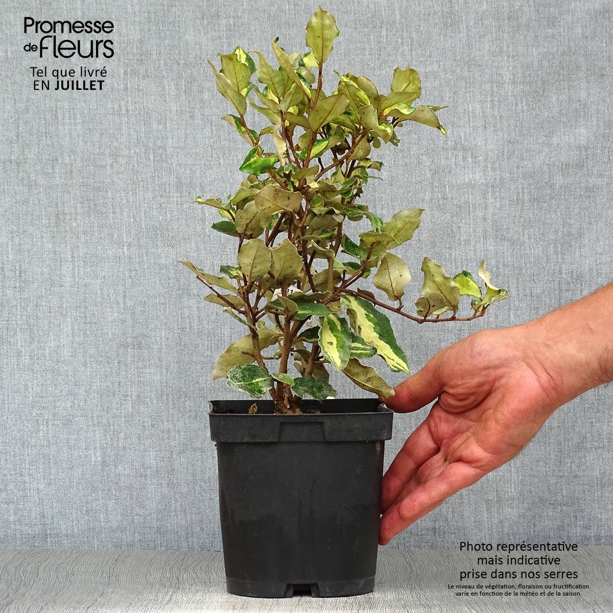 Elaeagnus ebbingei Maryline (abrela) - Chalef panaché Pot de 2L/3L - Image 2