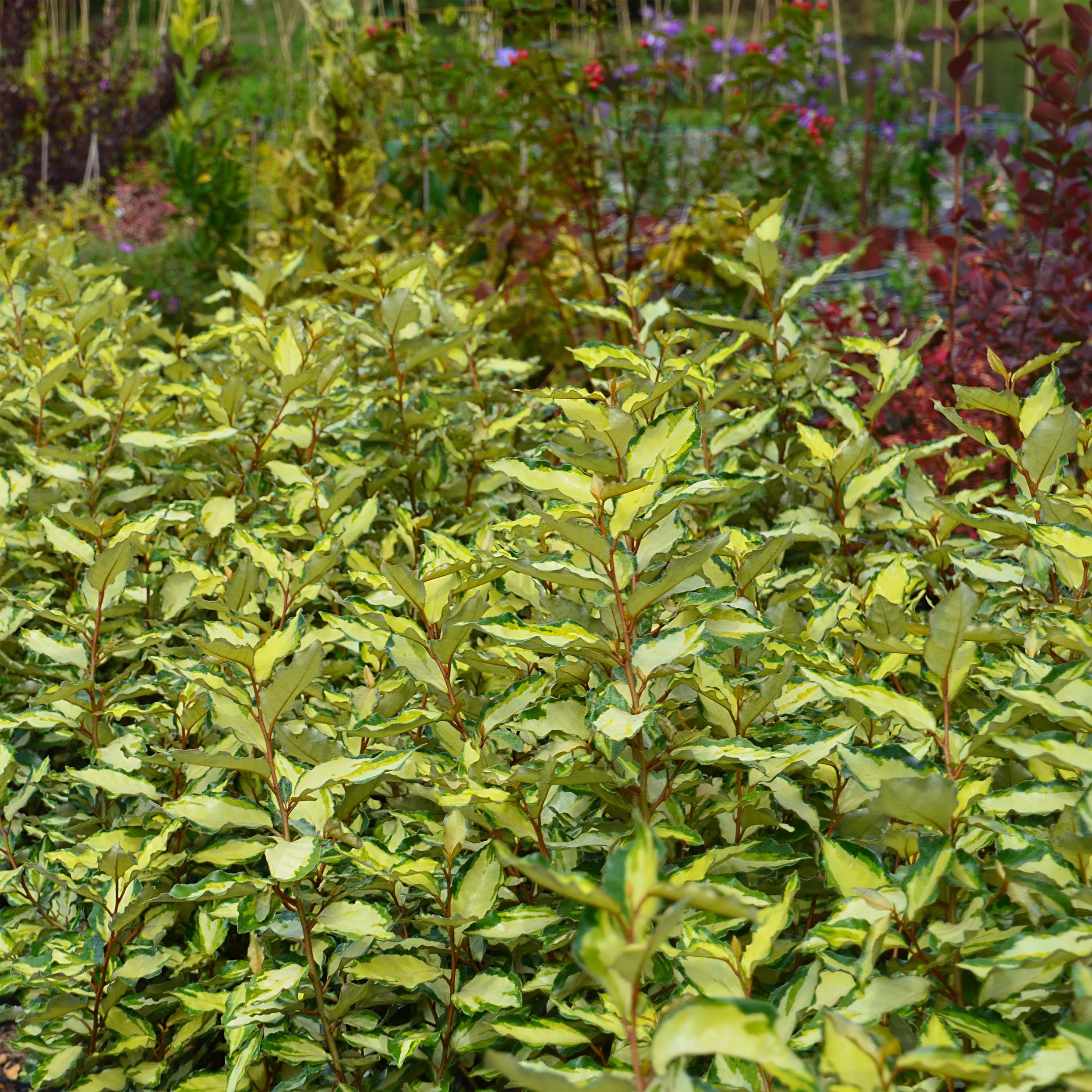 Promesse de Fleurs - Elaeagnus ebbingei Maryline (abrela) - Chalef panaché Pot de 2L/3L