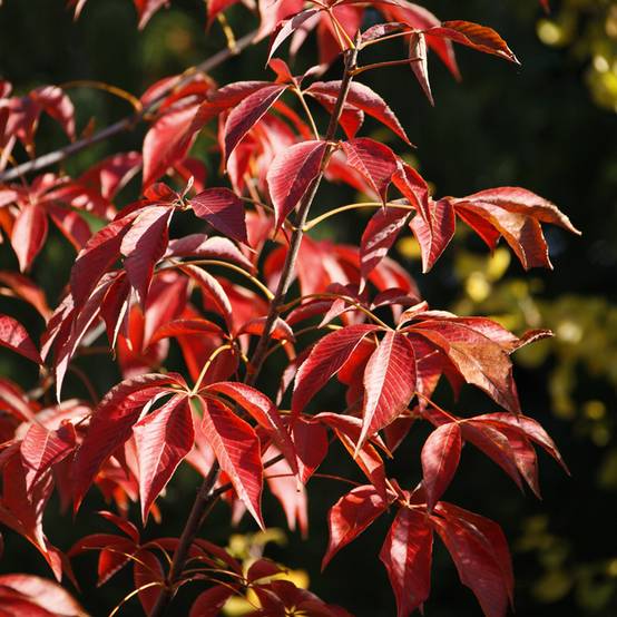Promesse de Fleurs - Aesculus glabra October Red - Marronnier de l'Ohio Pot de 20L/25L, Tige - Image 1