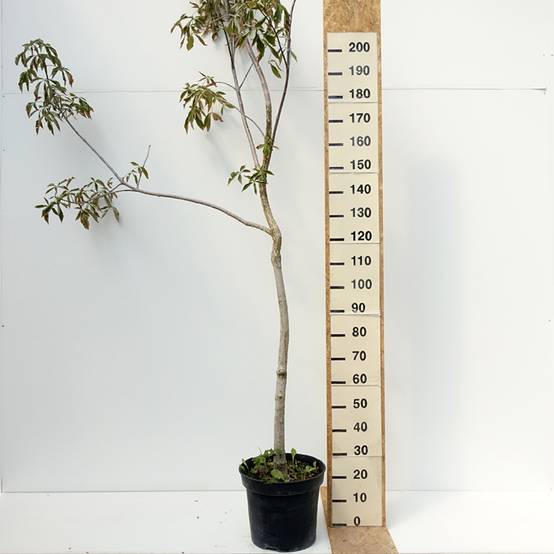 Promesse de Fleurs - Aesculus glabra October Red - Marronnier de l'Ohio Pot de 20L/25L, Tige - Image 2