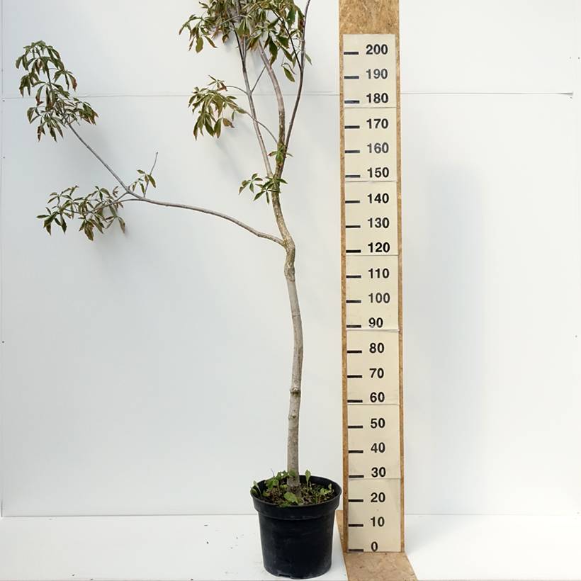 Promesse de Fleurs - Aesculus glabra October Red - Marronnier de l'Ohio Pot de 20L/25L, Tige - Image 2