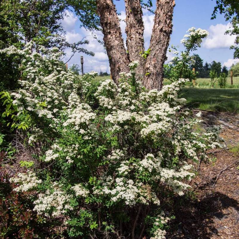 Spirée Snowmound, Spiraea à fleurs Blanche - feuillage Caduc - Pot de 3L - 20/40 cm-  hauteur à maturité De 1,50 m à 2,00 m - Image 3