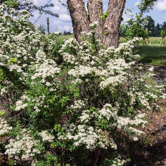 Spirée Snowmound, Spiraea à fleurs Blanche - feuillage Caduc - Pot de 3L - 20/40 cm- hauteur à maturité De 1,50 m à 2,00 m - Image 5