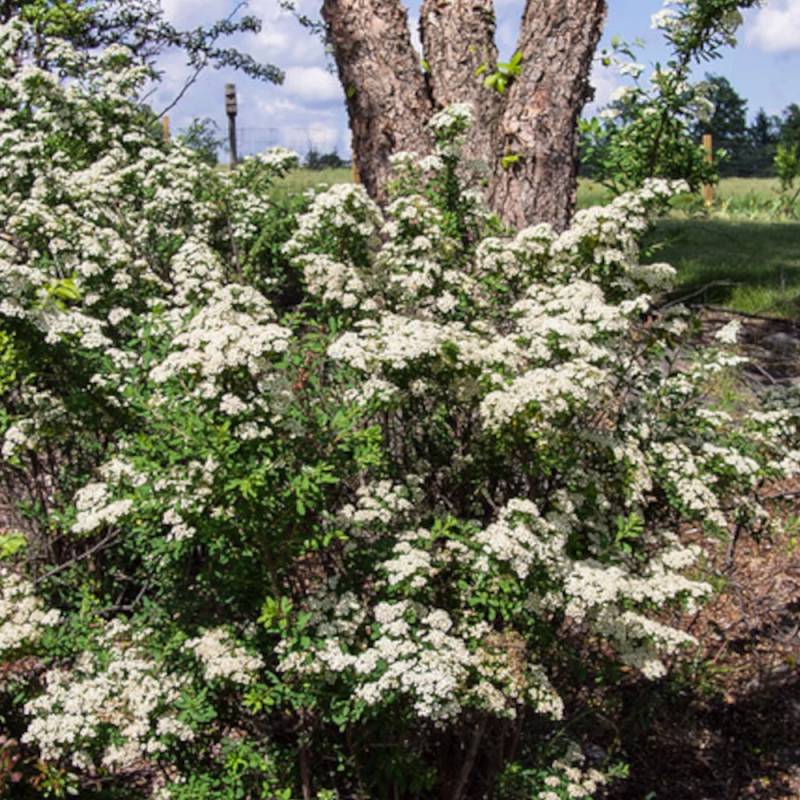 Spirée Snowmound, Spiraea à fleurs Blanche - feuillage Caduc - Pot de 3L - 20/40 cm-  hauteur à maturité De 1,50 m à 2,00 m - Image 5